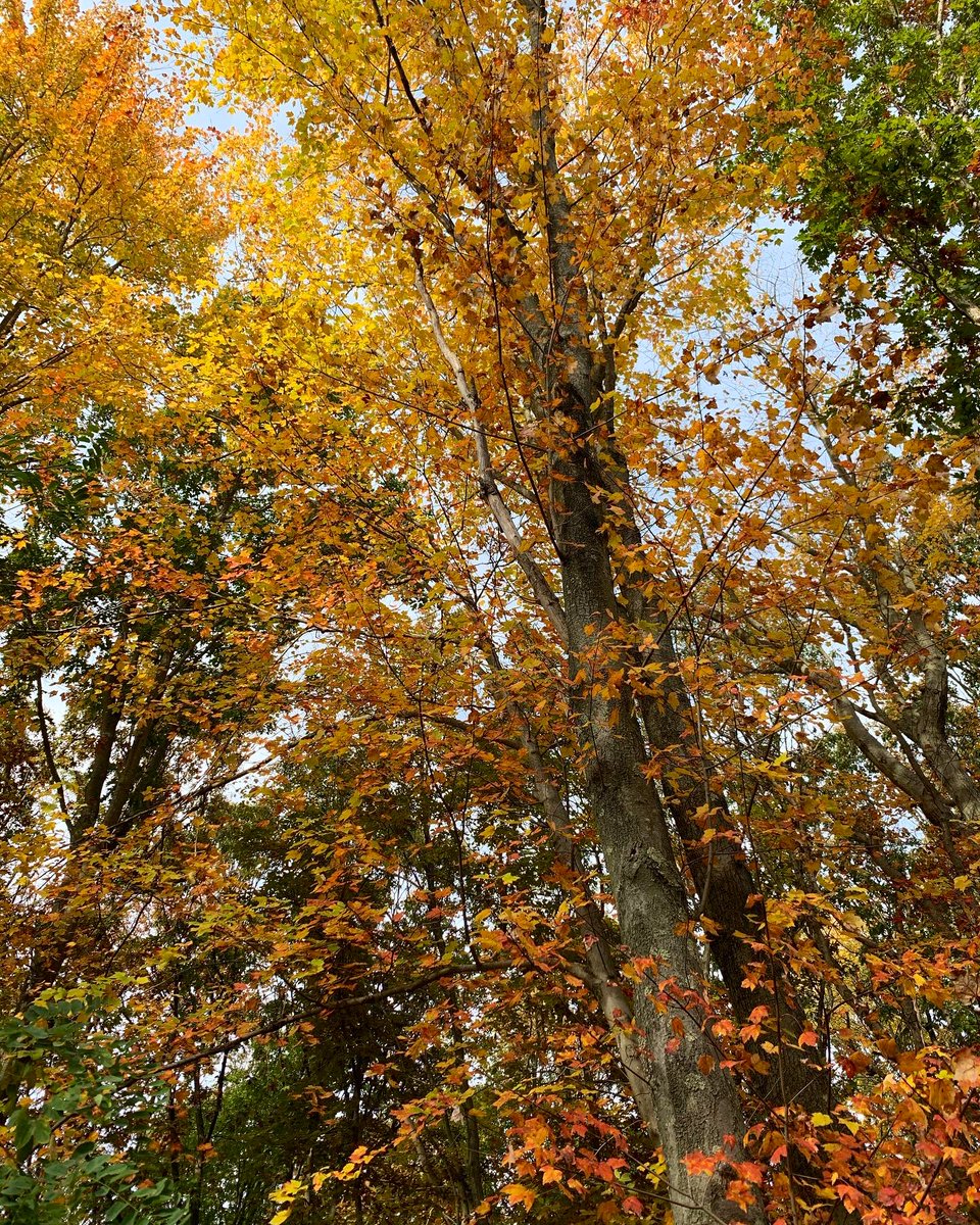gabikcard's tweet photo. Reasons why I love fall the most 🍁 https://t.co/fCNvgFEQ7i