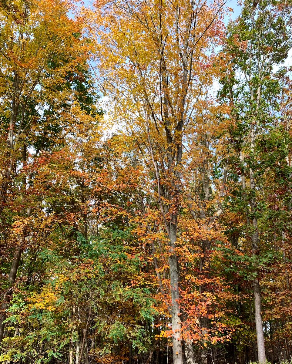 gabikcard's tweet photo. Reasons why I love fall the most 🍁 https://t.co/fCNvgFEQ7i