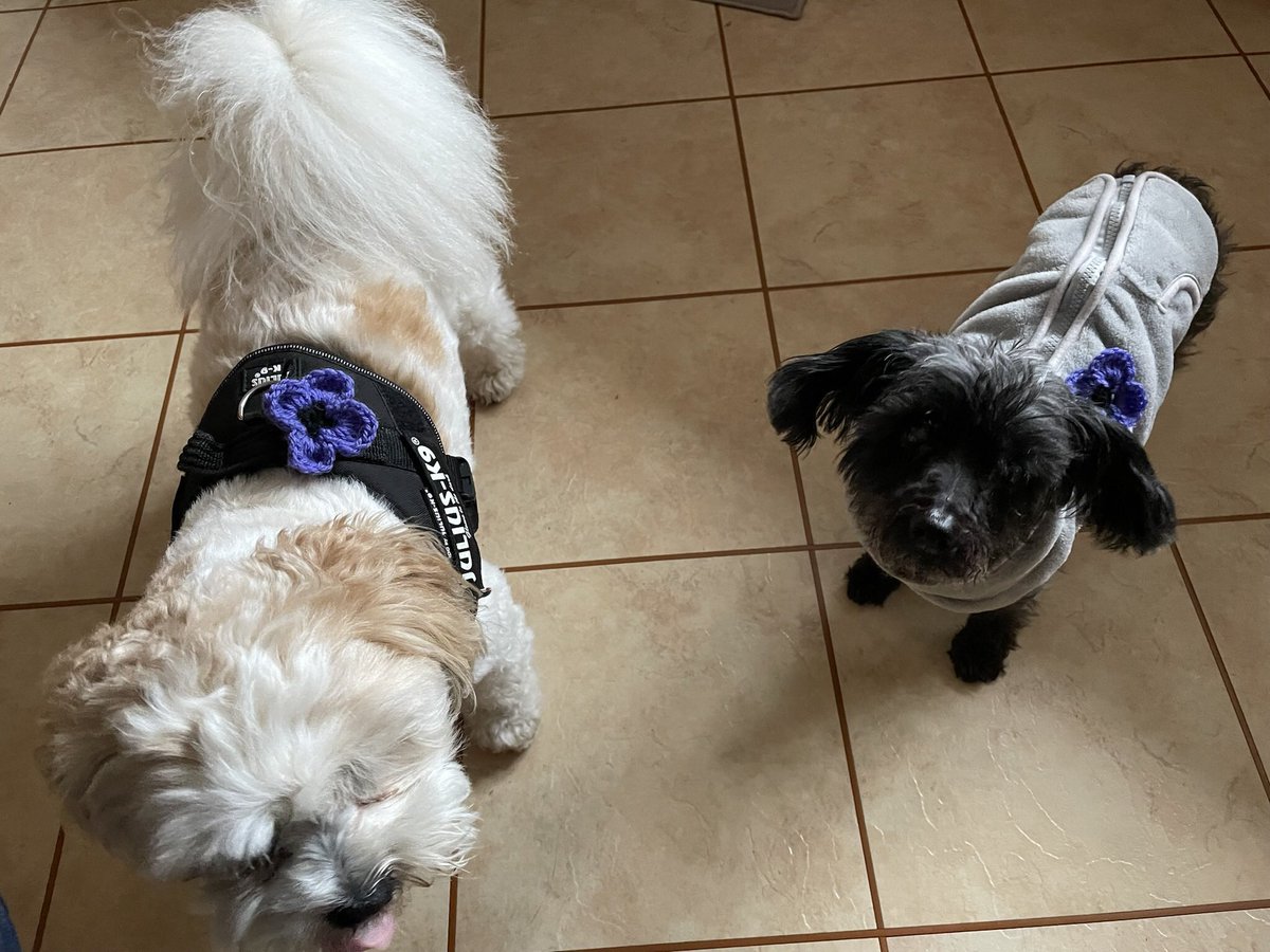 ZZozzles's tweet photo. Purple poppies on https://t.co/1LLsMTkMAN