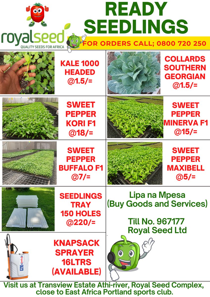 RoyalSeedKE's tweet photo. This #NOURISHING #NOVEMBER place your order now!
Let us deliver๐ฏ
#Seedlings #Seedlingstray & #Knapsacksprayer
๐Kale, Collards, sweet pepper Kori, Minerva, Buffalo
& Maxibell
๐Propagation Trays -150 Holes
๐Knapsack sprayer - 16Ltrs
๐1 bag Peat moss - 57Kg https://t.co/P518wPylQ3