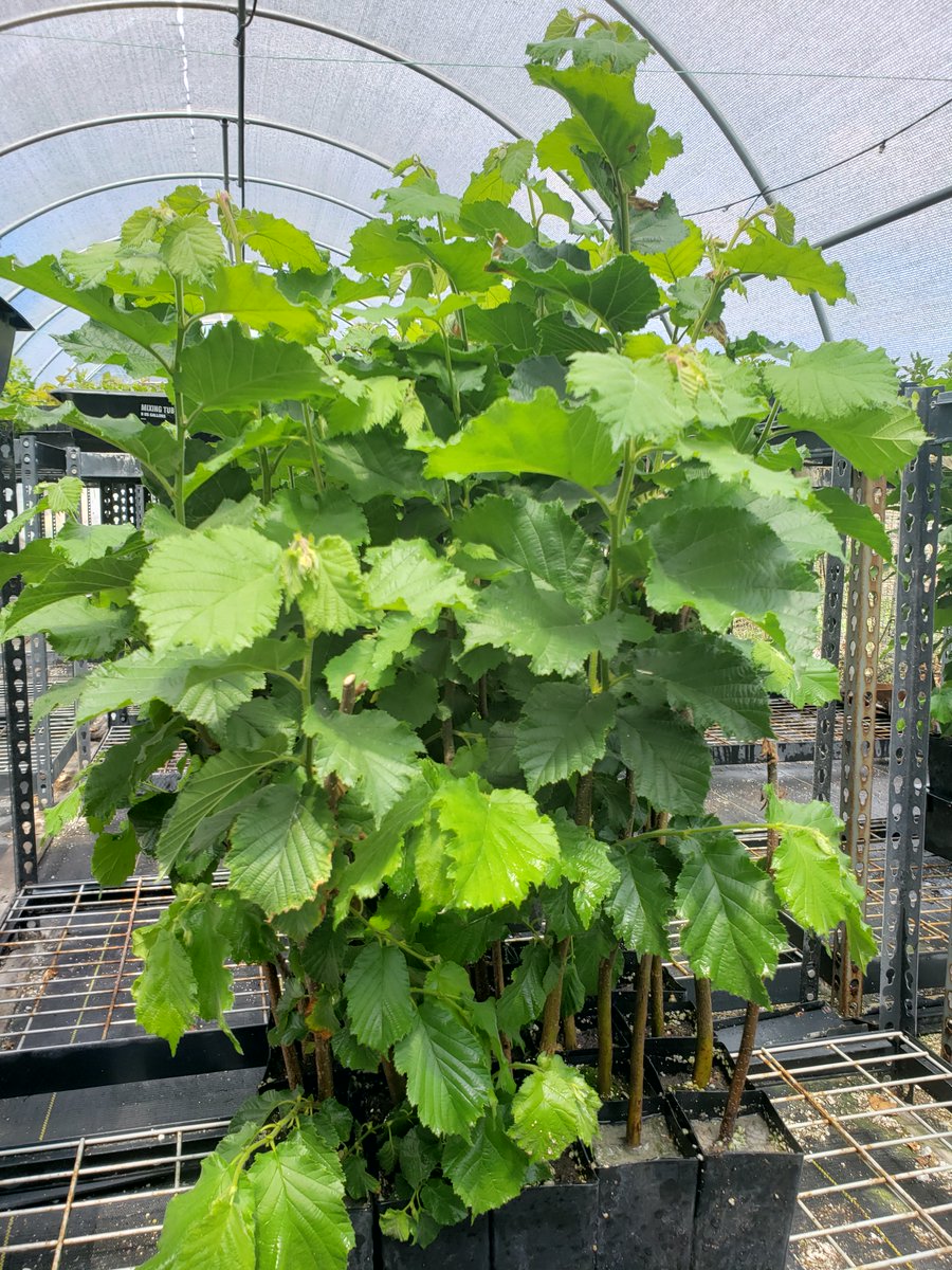 AlpineTruffle's tweet photo. Filbert Turkish hazel tree (Corylus colurna) Tuber melanosporum project. 2021
#alpinetruffle #trufflecultivation #tubermelanosporum #turkishhazeltree #coryluscolurna https://t.co/N6NnaPEklK
