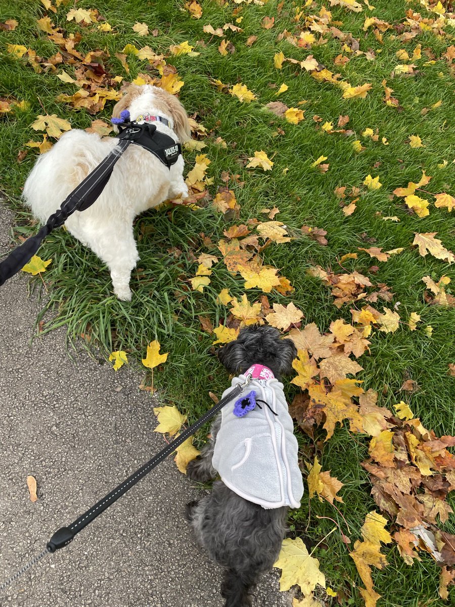 ZZozzles's tweet photo. Leaf patrol https://t.co/e0gQI9Wdf4