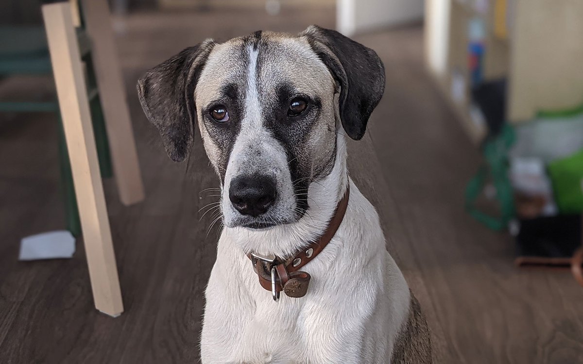 Im #Bezirksamt #Marzahn-#Hellersdorf sind künftig #Bürohunde erlaubt. Doch es gibt einige Haken. bezirks-journal.de/mit-dem-hund-i… #bvvmahe #mahe #tiere #haustiere #verwaltung #behörden