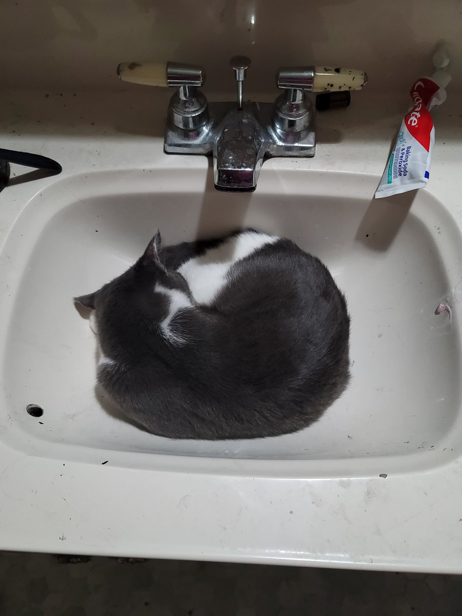 Bblaze87's tweet photo. I have 4 cats. There are multiple beds, couches, chairs, pillows, and piles of laundry that could be suitable sleeping spaces...and yet....

#CatsOnTwitter #catmom #kittensareweird #seriously #thatcantbecomfortable #kitten https://t.co/qOLTDlqlvm