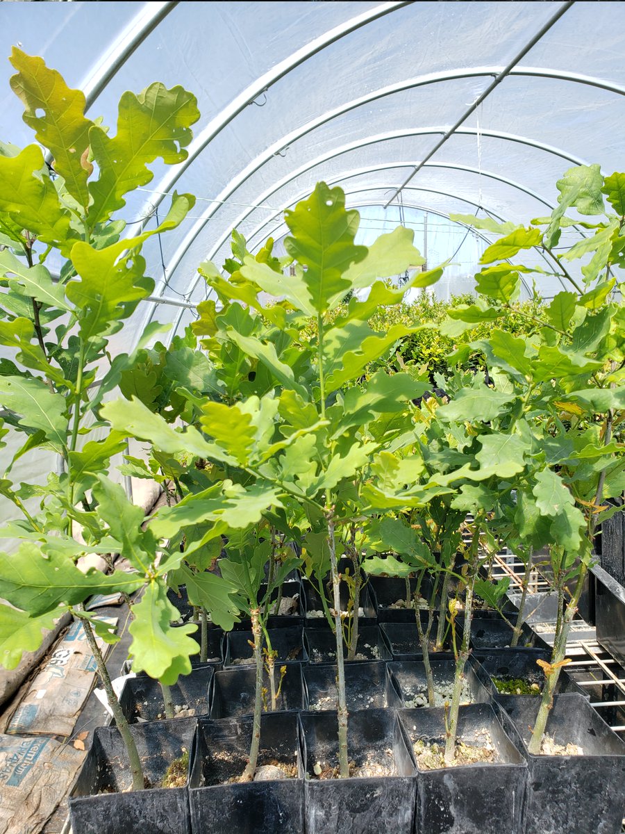 AlpineTruffle's tweet photo. Garry Oak or Oregon White Oak (Quercus garryana) Tuber melanosporum project
#alpinetruffle #trufflecultivation #truffletree #garryoak #tubermelanosporum https://t.co/vZDHXELb9d