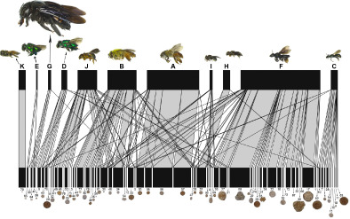 Ecol_Ent's tweet photo. Pollen analysis of cavity-nesting bees (Hymenoptera: Anthophila) and their food webs in a city #beeresearch #entomology #pollenanalysis #pollinators https://t.co/UAsEOdJkGN https://t.co/4rftbtV5M0