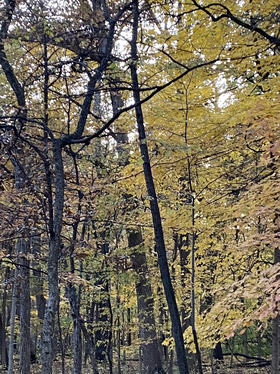 JNolan_Ed's tweet photo. Nothing like a fall hike! #selfcaresunday https://t.co/ihtoDHdeto