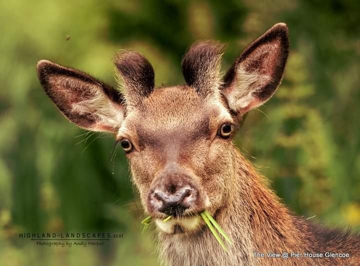 Oh deer. #highlands #localwildlife