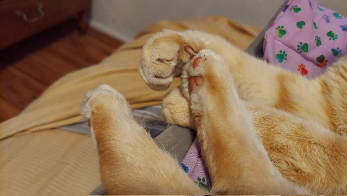biscuitscheddar's tweet photo. @caturday2020 Paws in that you will feel better soon! #TeamForeignObject https://t.co/t829A92yf2