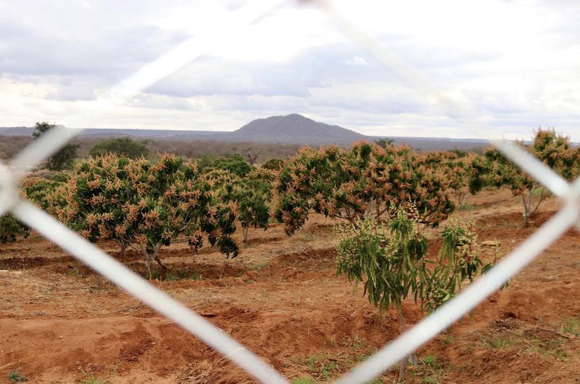 KibweziAgro's tweet photo. Our experiences are altered by our perceptions of life. Think out of the box 📦, look at things from a different angle, expand your worldview 🌍. 

For example; This is shot isn’t a random picture 📷. It’s a unique perception through a camera lens of a gap in our fence. https://t.co/ZSIRHrvh0w