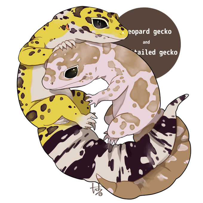 ヒョウモントカゲモドキのtwitterイラスト検索結果 ヒョウモントカゲモドキのtwitterイラスト検索結果