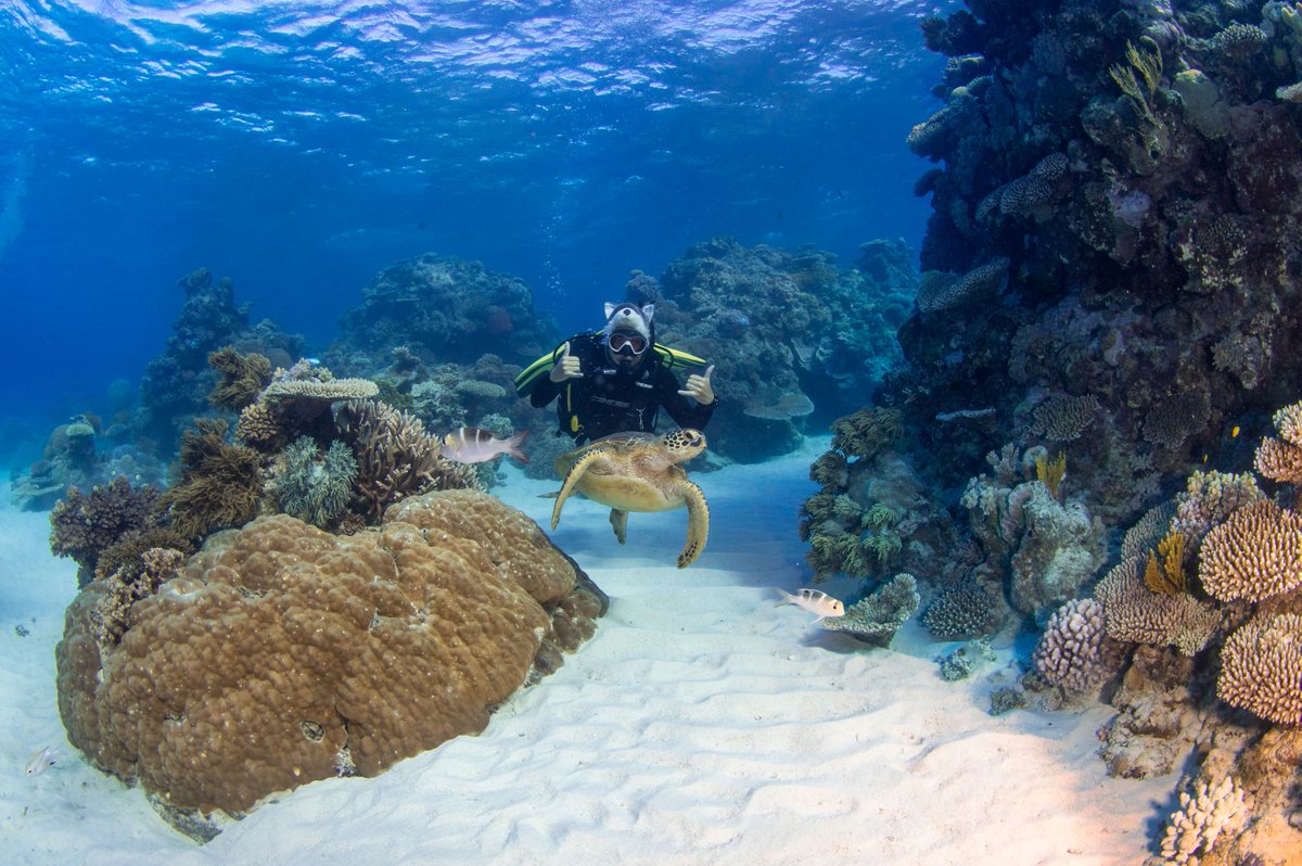How are you at playing follow the leader?
#followtheleader #greatbarrierreef #cairns #holidays #scubadiving #liveaboard #turtle 
reefencounter.com.au