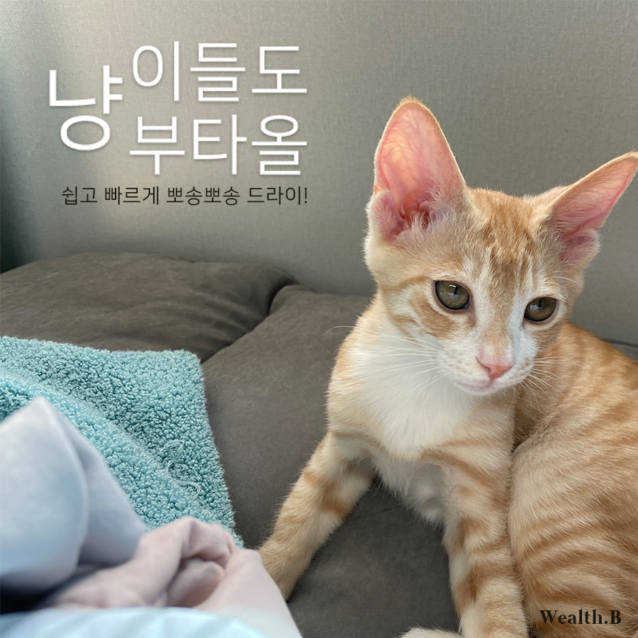 thefirstfeed's tweet photo. 이번 냥부타올 후기들... 상당히 귀엽습니다 

협조해준 냥이들 수고많으셨어요 
이모가 찍으라고 부탁했어...미안해 

from 웰스비 직원 https://t.co/YLkh3uExp1