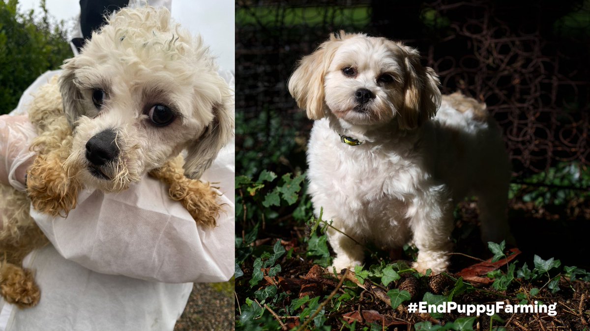 DogsTrust_IE's tweet photo. We need YOUR help to #EndPuppyFarming in Ireland. Please be the voice for the voiceless dogs and puppies by signing our petition to create a different type of demand – a demand to eradicate puppy farming in Ireland. 
Sign the petition and please retweet: https://t.co/lhMATGKAL7 https://t.co/tthVxJX2DS