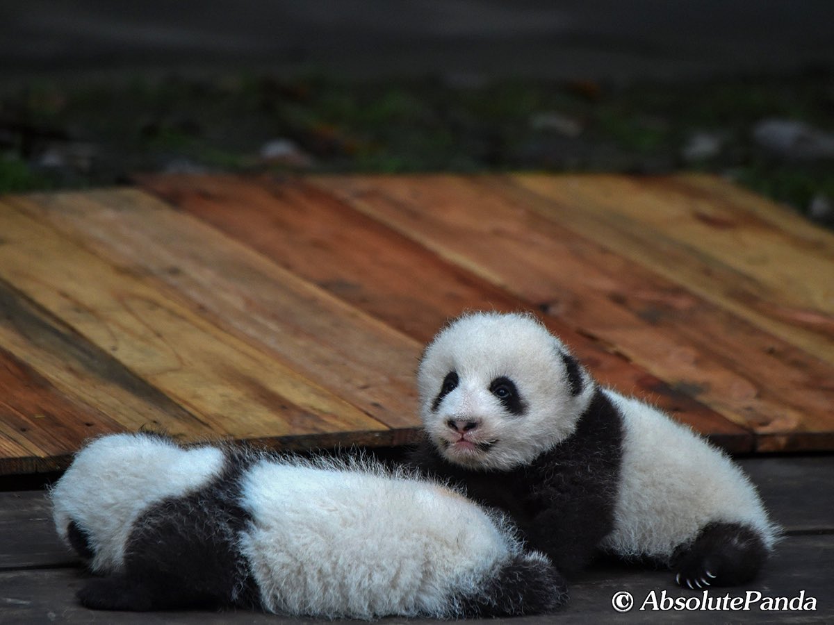 AbsolutepandaCD's tweet photo. Yesterday is the Start of Winter, one of the 24 traditional Chinese solar terms which means welcoming the winter. As a panda, we have our thick fur to keep warm, and also I have a brother who can be my warm pillow！Can you find him? 

#AbsolutePanda #PandaPillow #PandaDumpling https://t.co/xbCer18Y5y