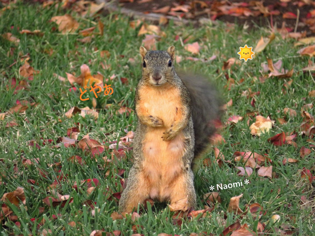 リス Twitter Search Twitter