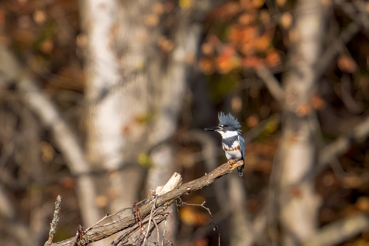 MotleyFuru's tweet photo. RT @Charles08950590: Kingfisher at Centennial Park

#HoCoMd #ColumbiaMD #feather #birdwatching
#NaturePhotography #lakeloop #birdsoftwitter
#naturelovers #nature #birds #SonyAlpha #wildlife #BirdTwitter #CentennialPark #kingfisher #SonyAlpha #wildlifepho… https://t.co/OsXdWtimO1