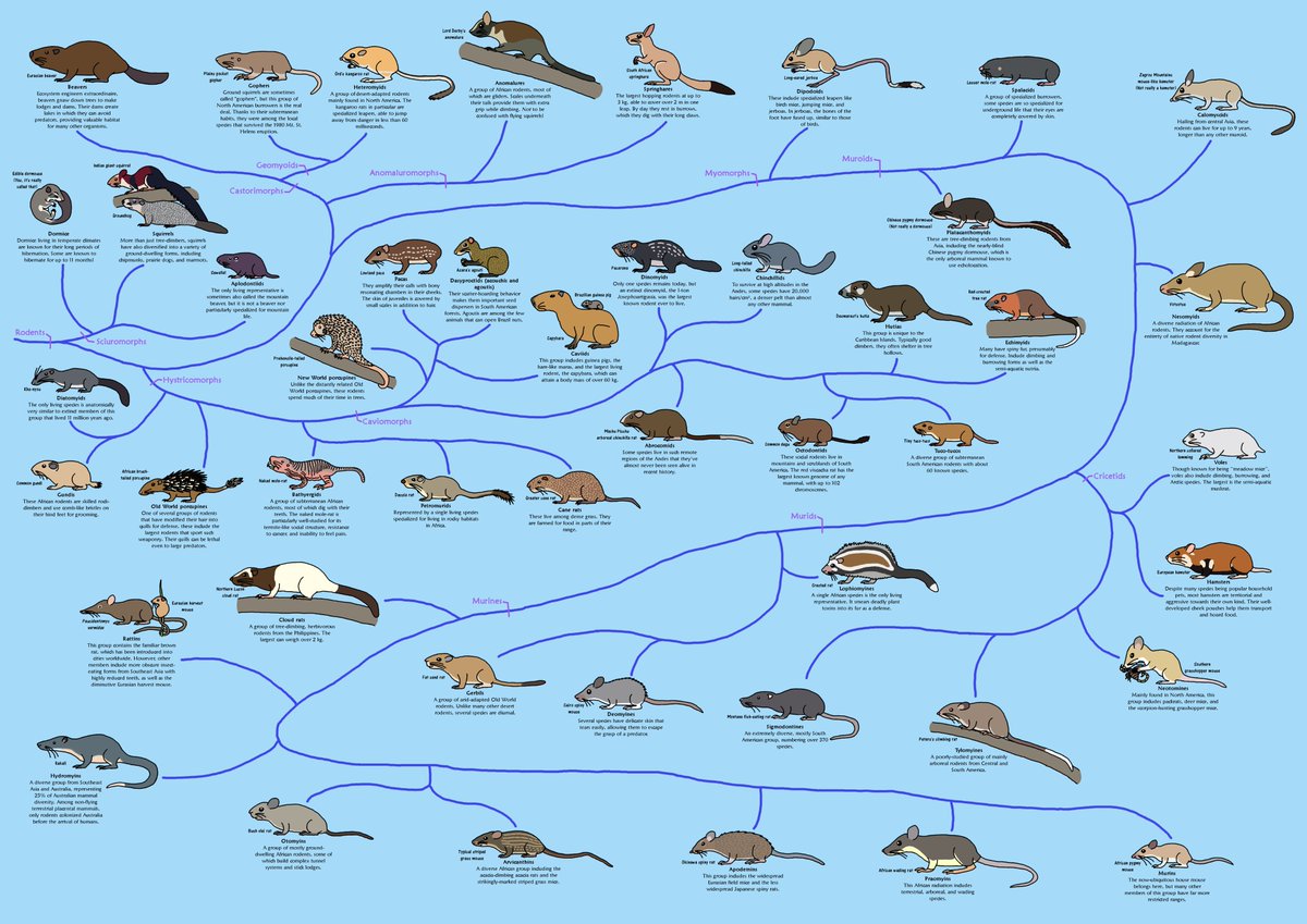 albertonykus's tweet photo. @AaronJCorcoran There's lots of rodent love in the #RodentWeek hashtag that @gsciencelady ran for a couple years! As for my contribution... I can't pick just one amazing rodent fact, so how about 46? https://t.co/Q1OxoVk7yF https://t.co/x2ac2KR6nR