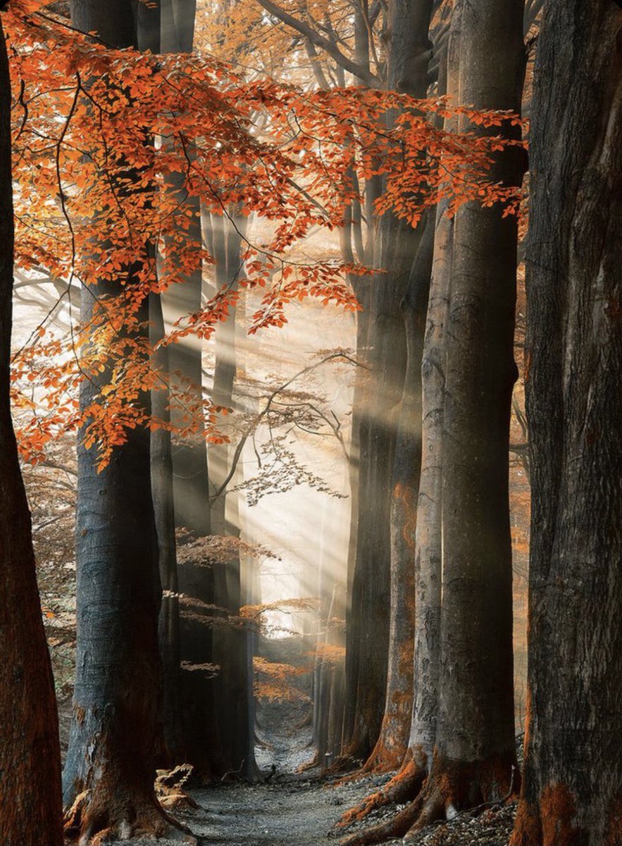 Good morning ☕️
Happy Monday…🍁🧡🍂
Wishing you all a lovely new week!