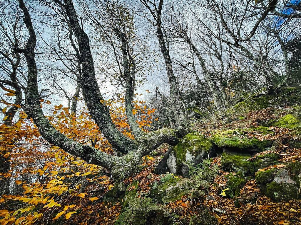 TotalCatskills's tweet photo. Somewhere on Lone Mountain. (Currently writing “Table, Peekamoose, Lone & Rocky”.)
.
.
.
.
.
#Catskills • #VisitCatskills • #CatskillsLove • #CatskillMountains • #Catskill3500 • #Catskills3500 • #Catskill3500Club • #DevilsPath • #GreatNorthernCa… https://t.co/m8q0bu77f5 https://t.co/KB20rmF6xL