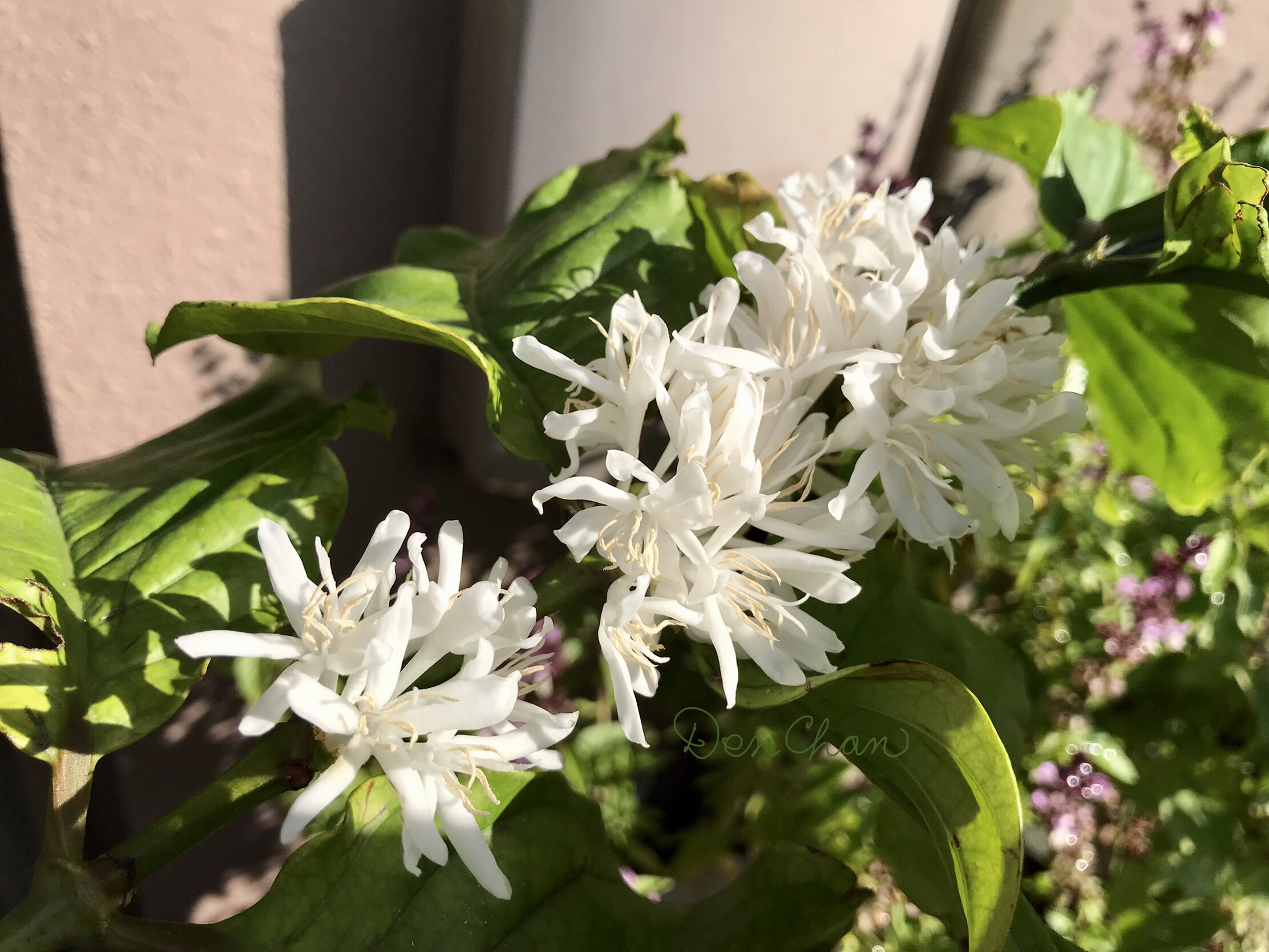 コーヒーの花 Twitter Search Twitter