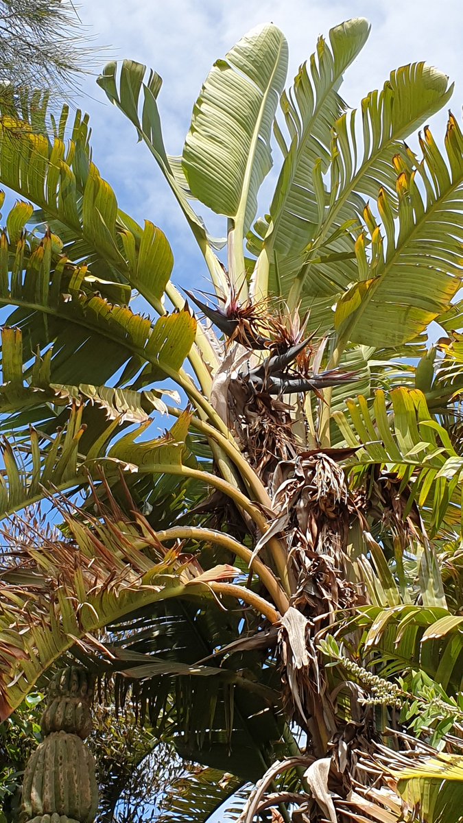 I said 'do you get bananas'.

Nope - its a huge old plant of 
Strelitzia nicolai -
Giant White Bird of Paradise 
happily growing in a private country garden in subtropical Vic 3285 😆😆

Im wondering how they'd go as a fenced paddock 'tree'.
.
#dailylandcare
