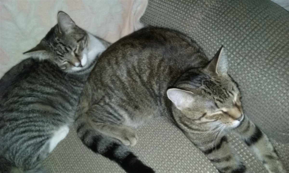 MadamSarcastra's tweet photo. More of #Han & #Obi the #RescueCats
Obi keepin' Han's paws warm on the recliner. ๐คฃ
Spoke w/ next-door neighbor (via backyard) re: #feral #cat I call Noochie... 3 households caring for it. ๐๐ He also gave me a bed his finicky feline didn't use.
Aforementioned #Noochie ๐ https://t.co/4WJ4U11Ufo