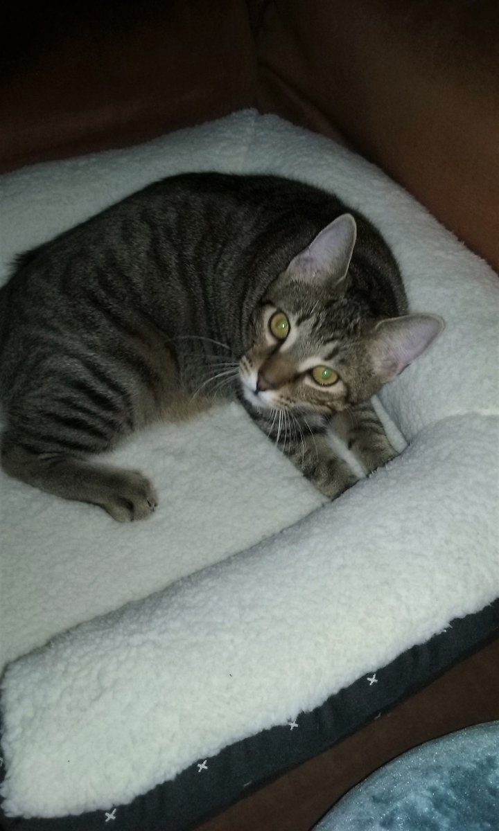 MadamSarcastra's tweet photo. More of #Han & #Obi the #RescueCats
Obi keepin' Han's paws warm on the recliner. ๐คฃ
Spoke w/ next-door neighbor (via backyard) re: #feral #cat I call Noochie... 3 households caring for it. ๐๐ He also gave me a bed his finicky feline didn't use.
Aforementioned #Noochie ๐ https://t.co/4WJ4U11Ufo