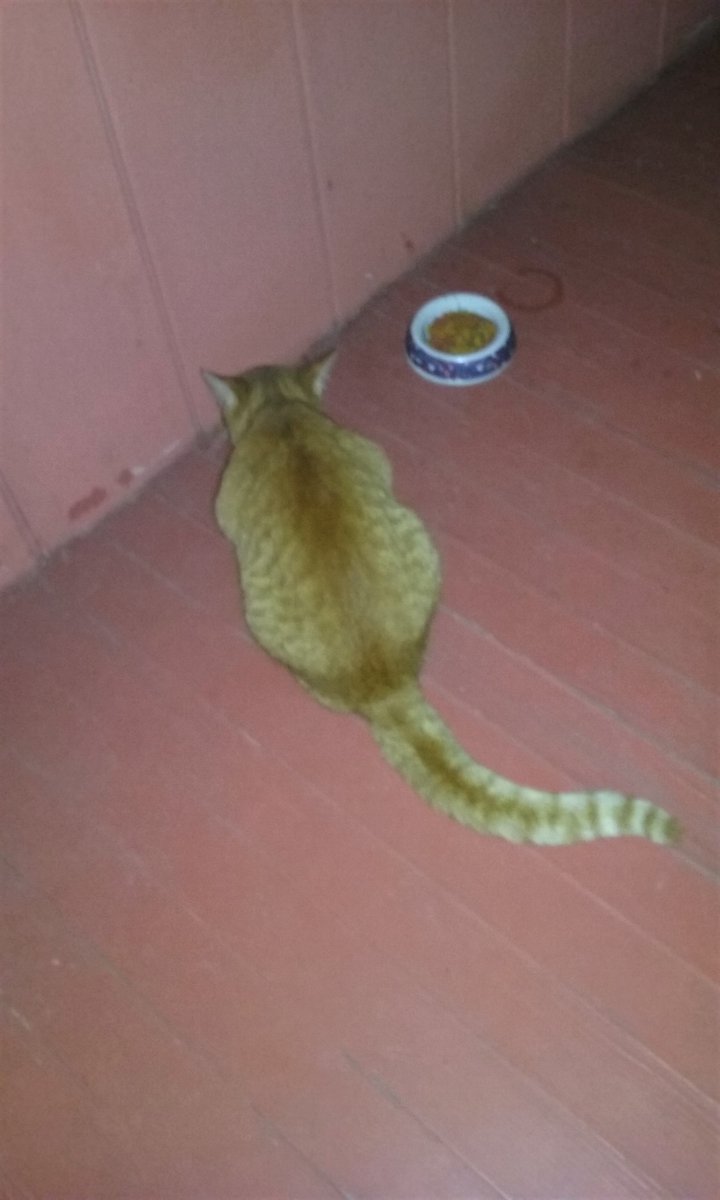 MadamSarcastra's tweet photo. More of #Han & #Obi the #RescueCats
Obi keepin' Han's paws warm on the recliner. ๐คฃ
Spoke w/ next-door neighbor (via backyard) re: #feral #cat I call Noochie... 3 households caring for it. ๐๐ He also gave me a bed his finicky feline didn't use.
Aforementioned #Noochie ๐ https://t.co/4WJ4U11Ufo
