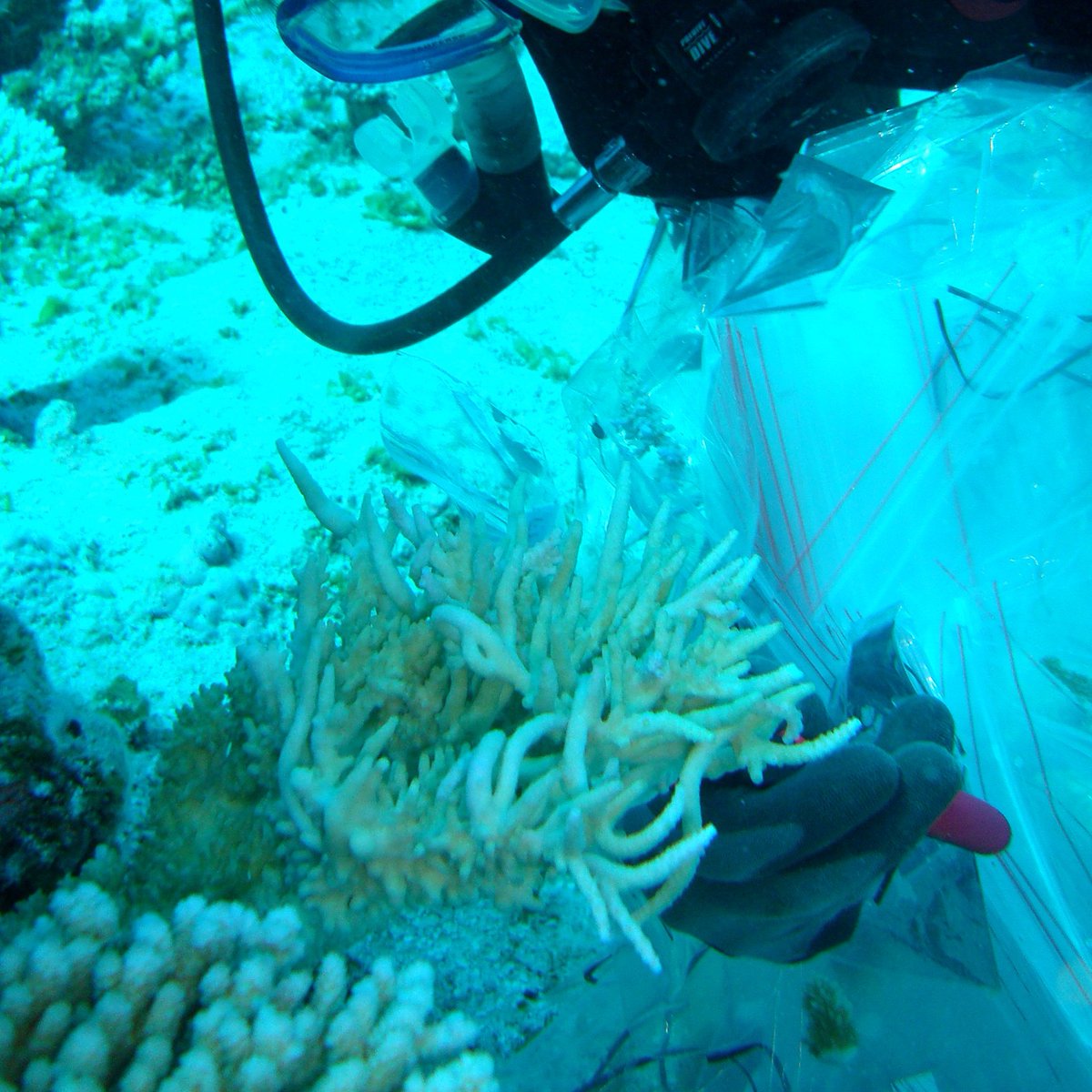 A/Prof Zoe Richards (@zoer_coral) on Twitter photo How prevalent and important is natural hybridisation on coral reefs? Check out our fresh review on this topic. Congrats JP Hobbs & colleagues <a href="/joey_squishfish/">Joseph DiBattista</a> <a href="/iva_pops/">Iva Popovic</a> <a href="/chuan_lei/">Chuan Lei</a> Timo & Stefano
link.springer.com/article/10.100… How prevalent and important is natural hybridisation on coral reefs? Check out our fresh review on this topic. Congrats JP Hobbs & colleagues <a href="/joey_squishfish/">Joseph DiBattista</a> <a href="/iva_pops/">Iva Popovic</a> <a href="/chuan_lei/">Chuan Lei</a> Timo & Stefano
link.springer.com/article/10.100…