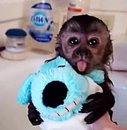 juanasmonkeys's tweet photo. 💦🙉 https://t.co/6QTG10YvdC