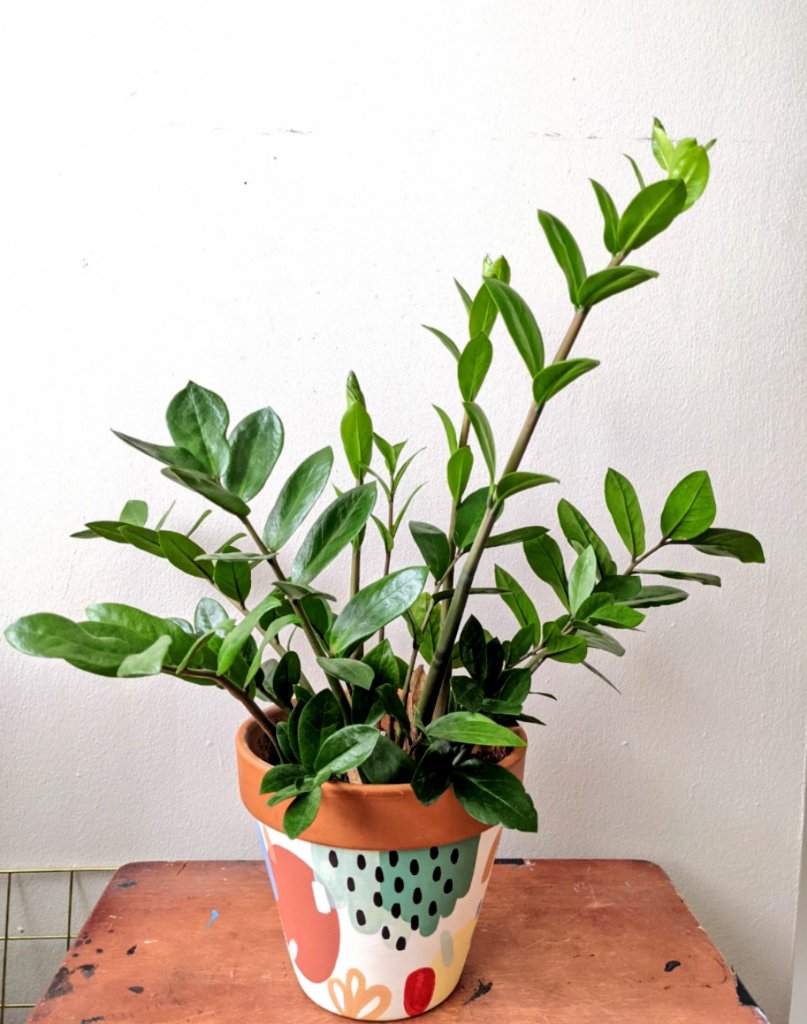 gabywritescode's tweet photo. @afuadeborah_ ZZ's and they look gorge too, they come in green and black (pic below). Aside from that, snake plants, peace lilies or if you want a leafy trailing plant pothos or green leaf philodendron 😊 https://t.co/FzVNj4PgtY