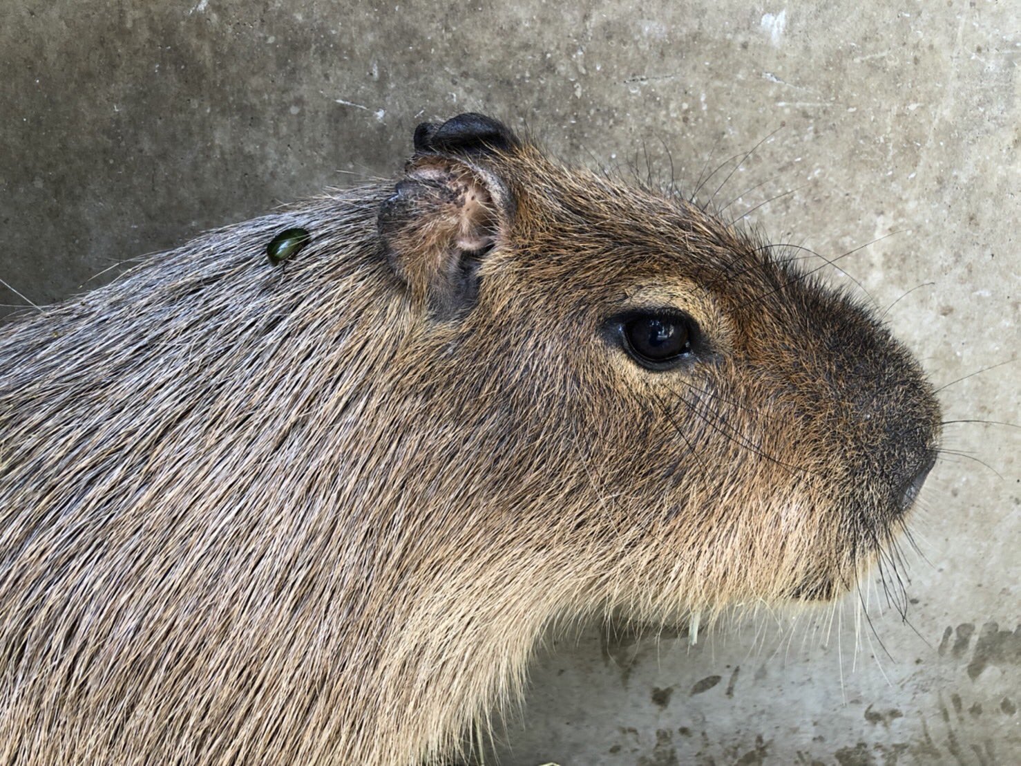 東武動物公園 公式 リュウくん 東武動物公園名物 カピバラタクシー 本日のお客様はいつもとは違う気が 東武動物公園 リスザルの楽園 カピバラ マツ カピバラタクシー 本日のお客様 コガネムシ T Co Zf7ethrpl3 Twitter