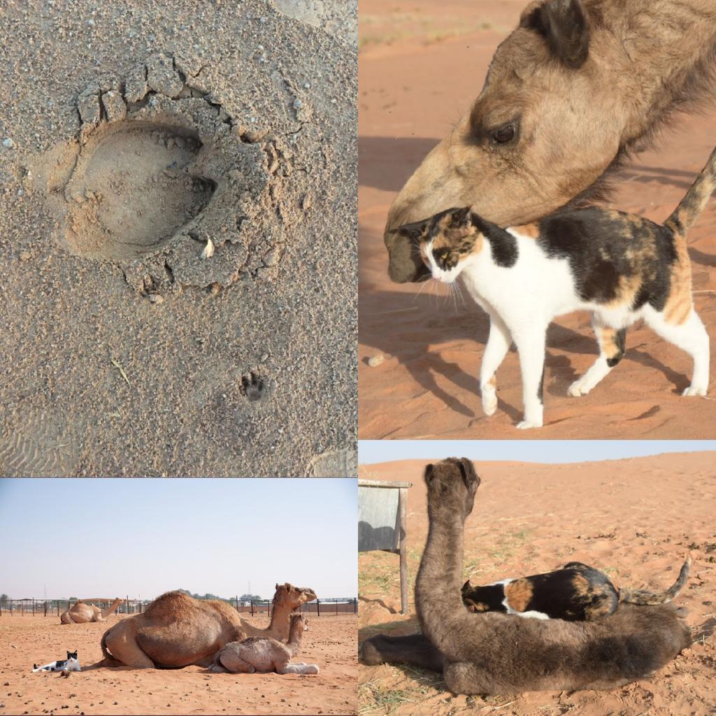 🇸🇦 Abdullah tweet media