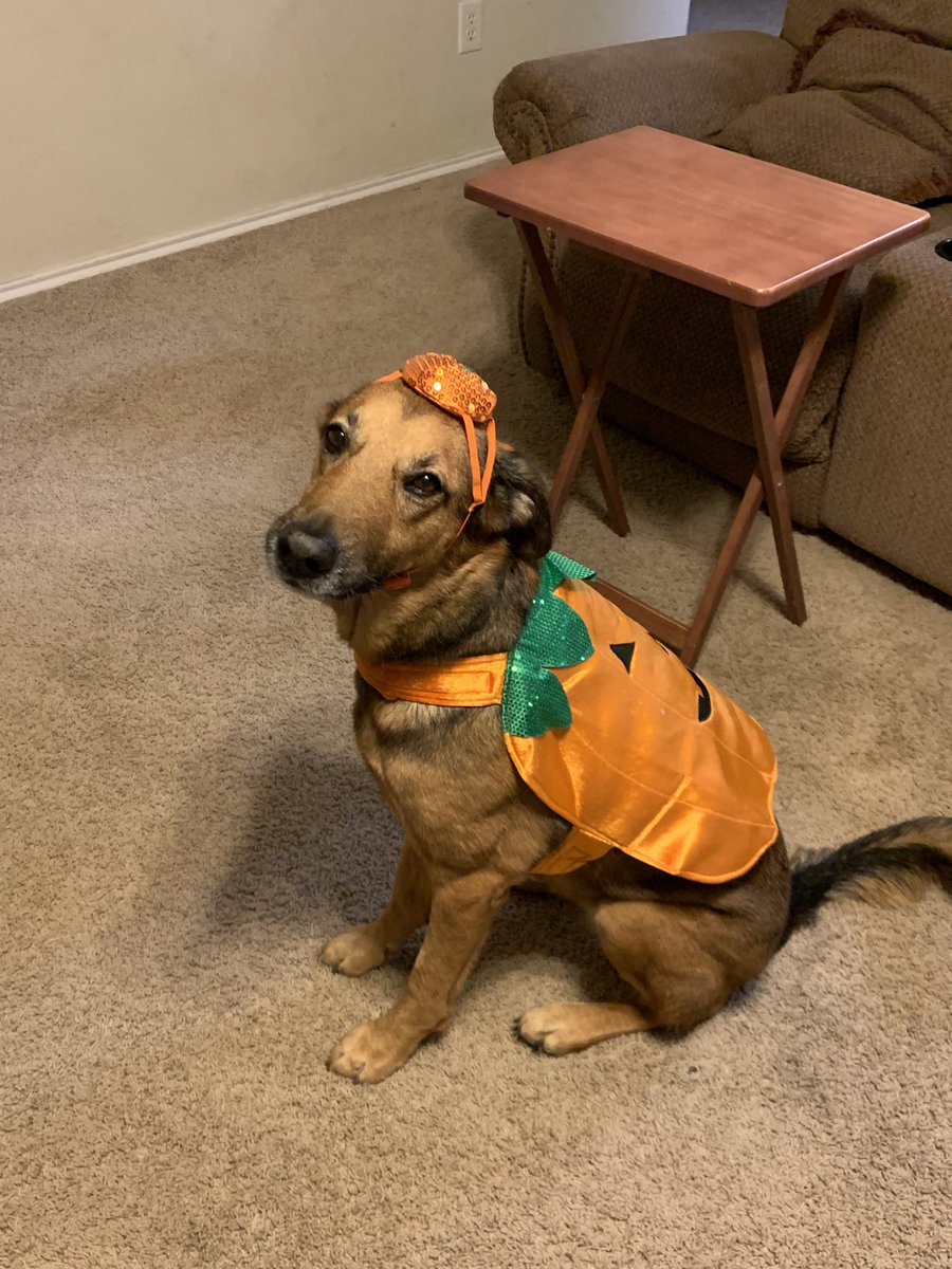 Colterson's tweet photo. hey everyone this is my dog luna :) https://t.co/EtfhWjcgsA