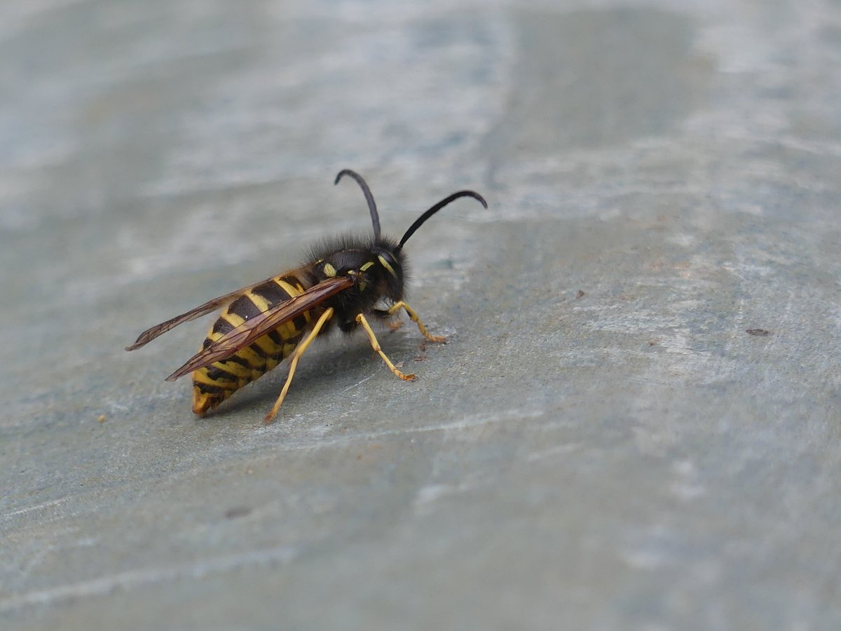 I love wasps, so much so that <a href="/BritNatureFilms/">Stephen de Vere</a> kindly made a brilliant Quick Guide to Wasps and Hornets which features in this blog about Nature's natural pesticides: nearbywild.org.uk/why-are-wasps-…