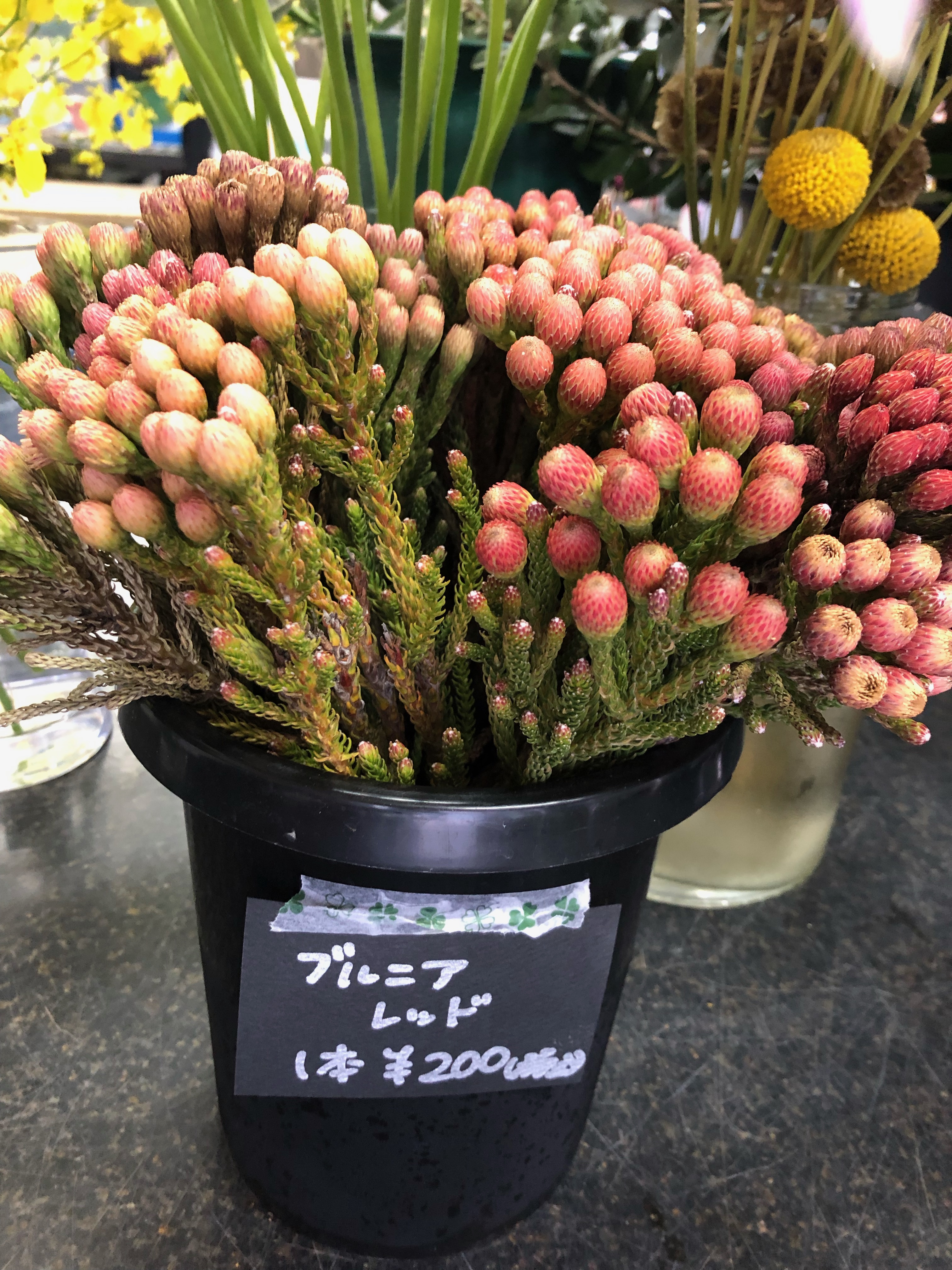 スズキ花店 Suzuki Hanaten Twitter