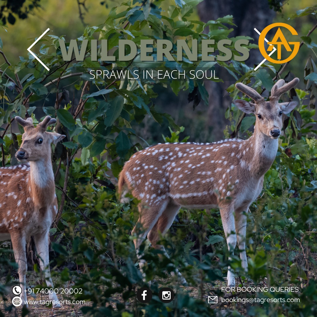 Nature is one of the most underutilized treasures in life. It has the power to unburden hearts and reconnect to that inner place of peace.
🔖Book now
Call: 7400020002
#luxurystay #premiumresort #closetonature #TAGResorts #TAGResortsCorbett #Corbett #Nainital