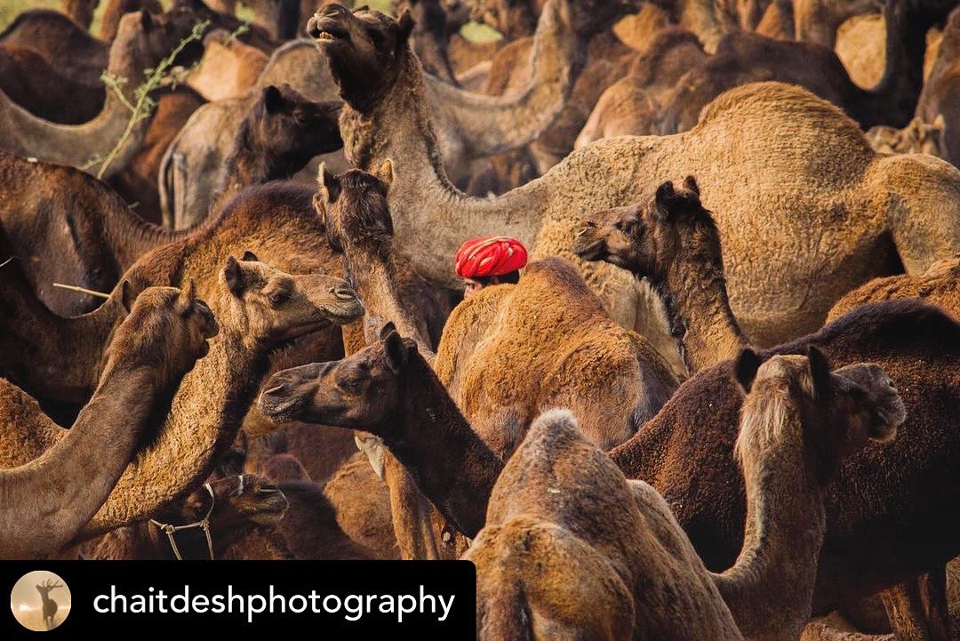 After a 2 year long hiatus - the #pushkarfair is back!

Are you going?

Shot by Chaitanya Deshpande.

Tag us <a href="/OhMyRajasthan/">Oh My Rajasthan!</a> / use #ohmyrajasthan to get featured! 

#pushkar #rajasthan #pushkarfair