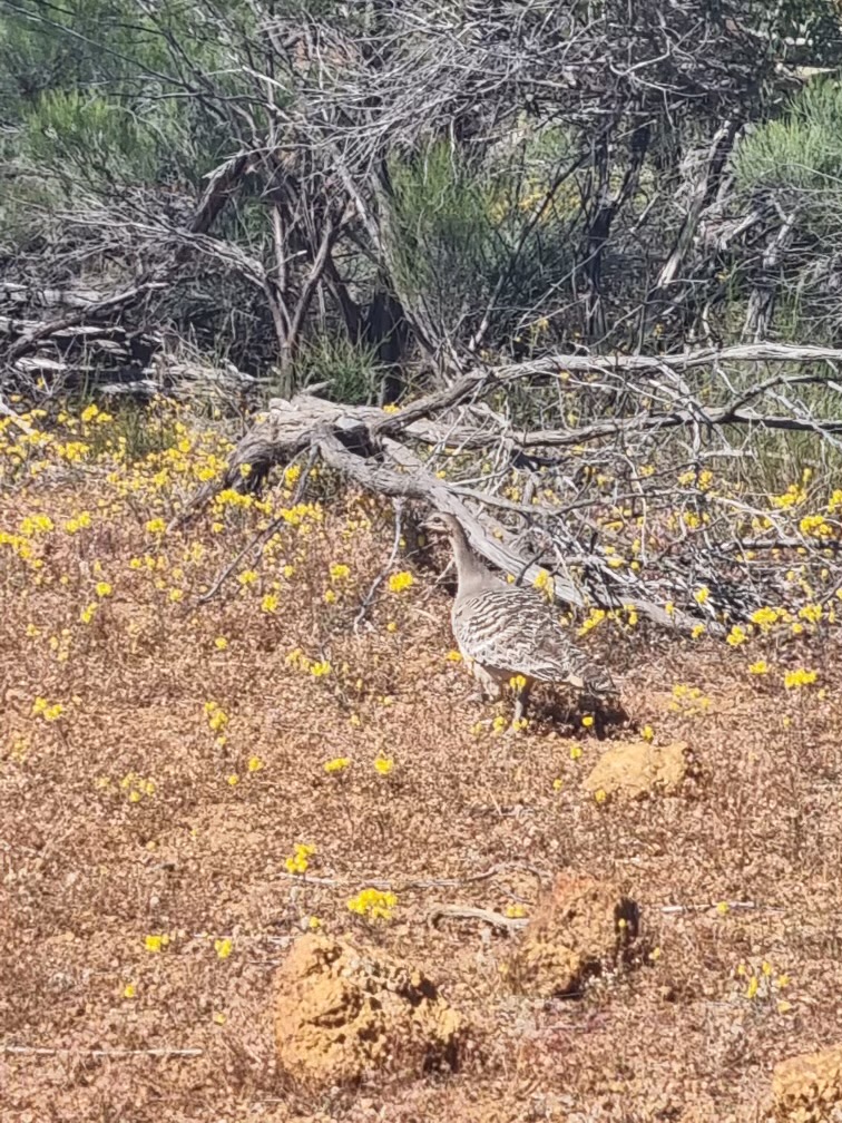 midlands_group's tweet photo. Severe pig damage stretching for kilometres was recently recorded along part of the Irwin River.
In more positive news, a mallee fowl was spotted in an area in Mingenew that had been cleared out of a dense feral pig population - a positive sign that the area's rehab is on track! https://t.co/tLlYhWZGZP