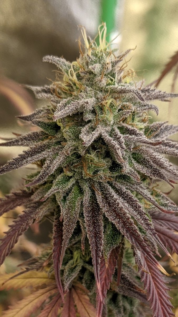 Almost done week 8 of flowering for this Bruce Banger from <a href="/SeedsmanSeeds/">Seedsman</a>. Under the <a href="/MarsHydroLight/">Mars Hydro | Since 2009</a> FC4800