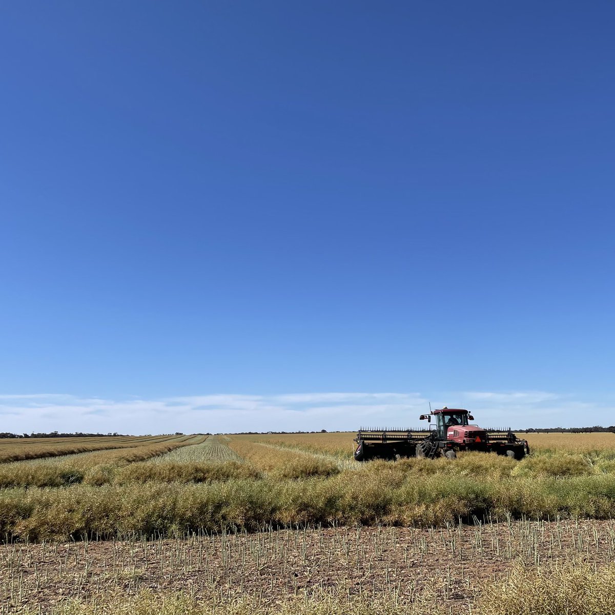 grainvic's tweet photo. And the countdown to #harvest21 begins! #canola #windrows https://t.co/NRxJC58OJQ