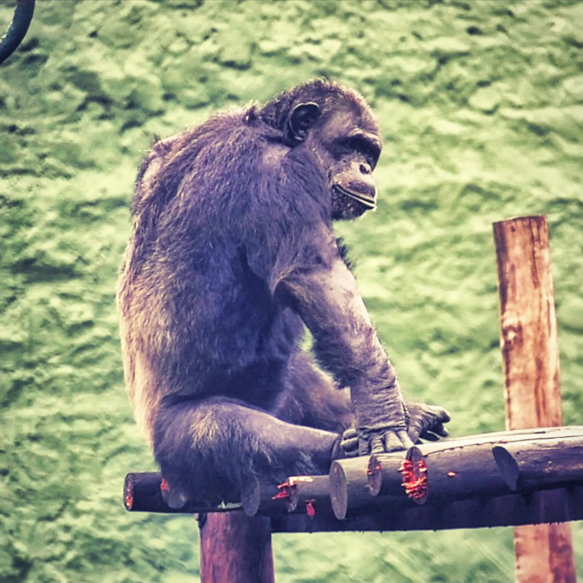 desi_boulevards's tweet photo. Sad Ape

https://t.co/EwOKRujLSW
https://t.co/L2f2jpfgpm

#photography #photographer #travel #odishaphotographers #odisha #indianphotography #odishatourism #zoo #animals #peta #ape #monkey #chimpanzee https://t.co/uGYCoV5Cnc