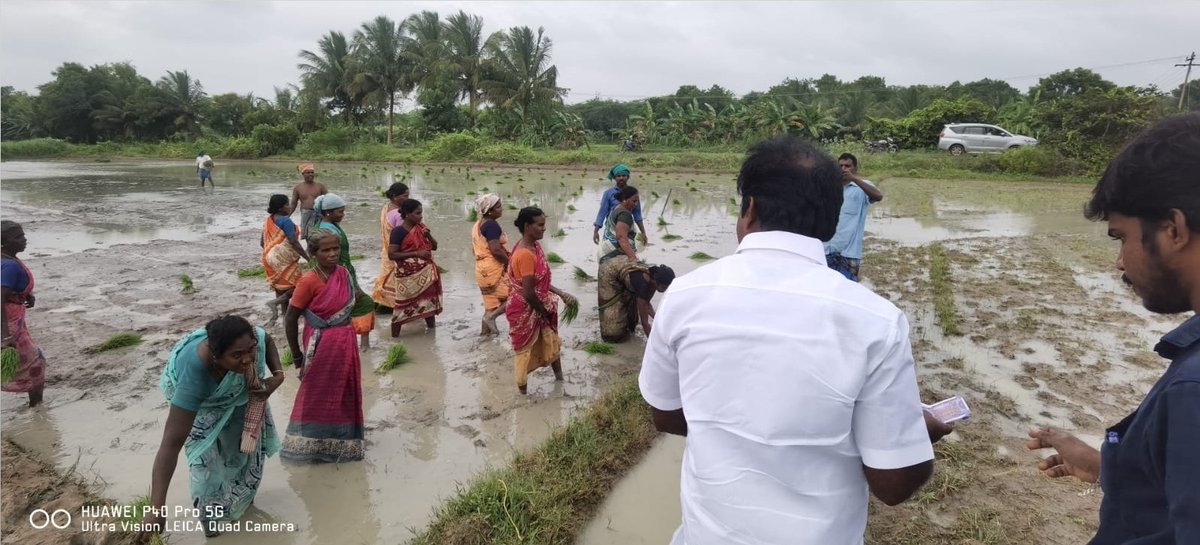 SMeyyanathan's tweet photo. புதுக்கோட்டை மாவட்டம் ஆலங்குடி சட்டமன்ற தொகுதி அறந்தாங்கி ஊராட்சி ஒன்றியம் மறமடக்கி பகுதிகளில் பெய்த மழையைப் பயன்படுத்தி வயல்வெளிகளில் நடவுப்பணியில் ஈடுபட்டிருந்த பெண்களிடம் கலந்துரையாடி அவர்களின் குறைகளைக் கேட்டறிந்த போது., https://t.co/TIBoI7MS9p