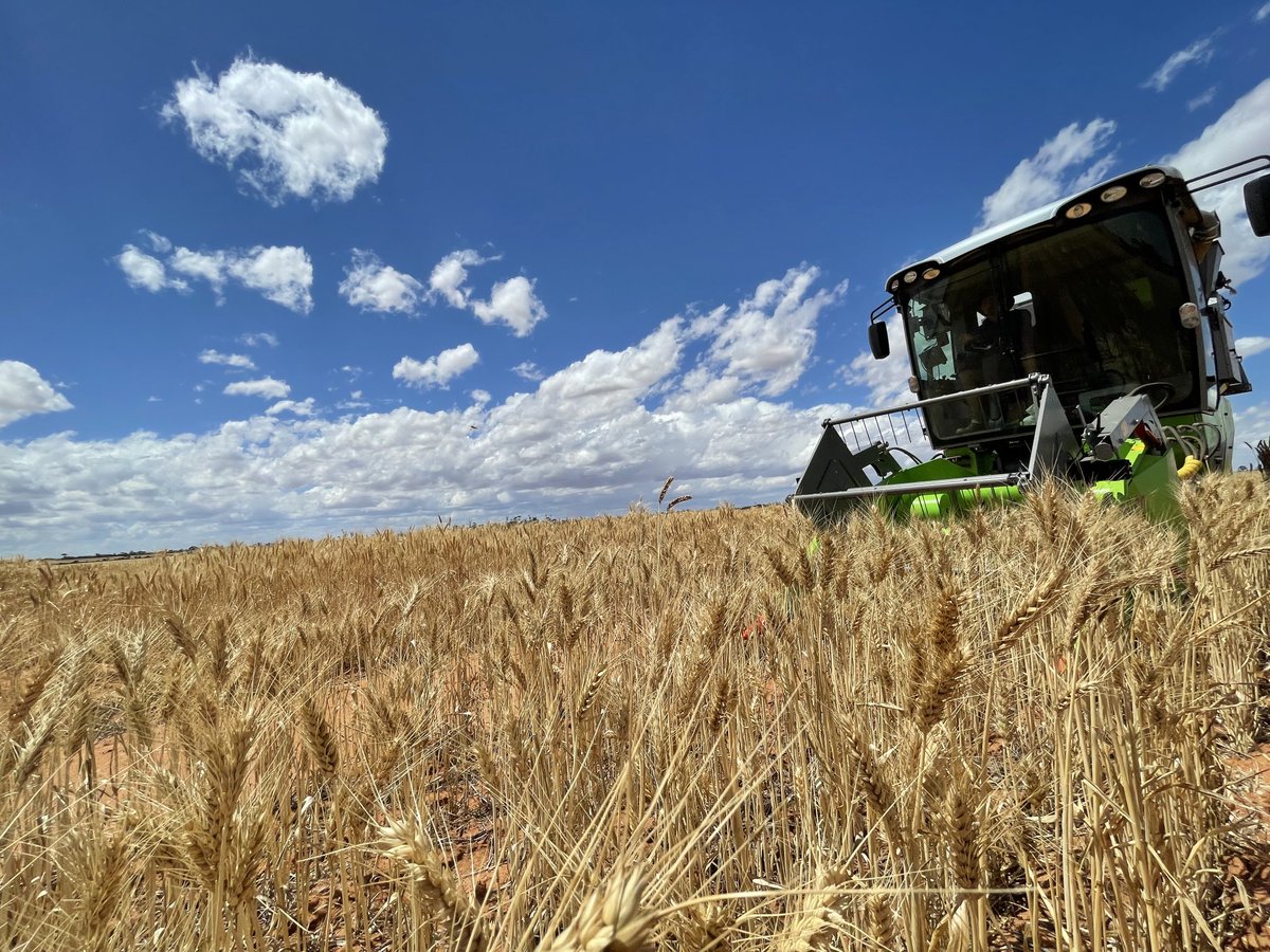 Harvesting the ⁦⁦<a href="/theGRDC/">GRDC</a>⁩ long coleoptile site in Beacon. Results to come, looks interesting. ⁦<a href="/rebetzke_0/">Greg Rebetzke</a>⁩ ⁦@SlrAgriculture⁩ ⁦<a href="/MikeLamondSLR/">michael</a>⁩ ⁦<a href="/byron_milne/">Byron Milne</a>⁩.