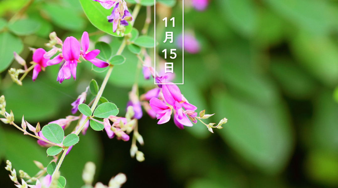 暦生活 こよみせいかつ ハギ 萩 花の日めくり 花言葉 もの思い マメ科ハギ属の落葉低木の総称で アジア 北米など 世界の温帯に広く分布します 日本では古代から身近な野の花として愛され 秋の七草の一つに数えられます T Co