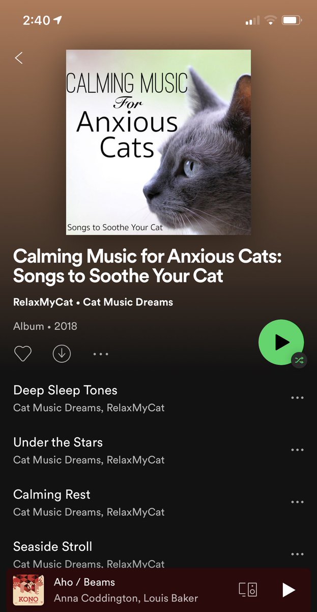 Kids taking care of the #cats during the mahem of another NZ #guyfawkes .  Why we still sell and celebrate this event is beyond me.