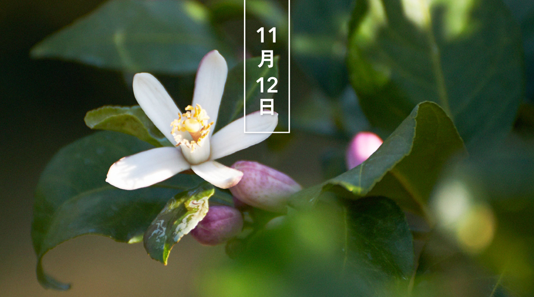 暦生活 こよみせいかつ レモン 檸檬 花の日めくり 花言葉 真実の愛 ミカン科の常緑低木で ヒマラヤ東部が原産地 イスラム商人によってシチリア島にもたらされ ヨーロッパに広がりました 花色は白で 枝には鋭いトゲがあります 酸味が強く 暦生活 こよみせいかつ レモン 檸檬 花の日めくり 花言葉 真実の愛 ミカン科の常緑低木で ヒマラヤ東部が原産地 イスラム商人によってシチリア島にもたらされ ヨーロッパに広がりました 花色は白で 枝には鋭いトゲがあります 酸味が強く