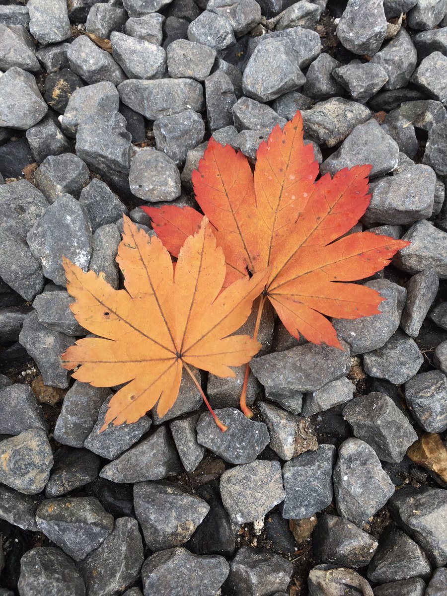 Zao_dairoten's tweet photo. 今日はもみじの葉っぱが通路一面に落ちる日です🍁形が可愛いですね💕 https://t.co/5reJjhAj4G