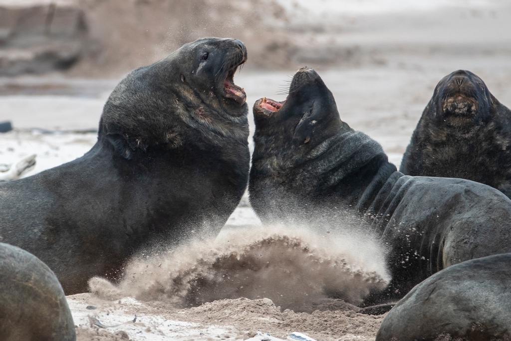 Iain McGregor captures these sea lion bulls duel on Enderby Island, in the Auckland Islands group in Episode Three of the @nzstuff series 'This Is How It Ends'.⁠
⁠
Watch now: l8r.it/Fl5j
⁠
📷 Captured by <a href="/Iainmcgregor3/">Iain McGregor</a> on a Canon EOS-1D X Mark II